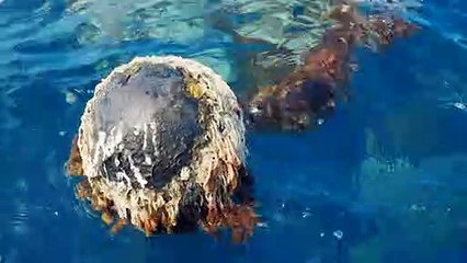 Seastock completes first harvest of methane-reducing seaweed to feed cattle