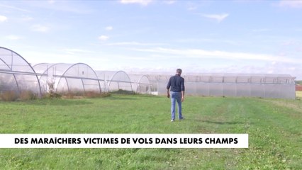 Des maraîchers victimes de vols dans leurs champs