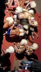 Manglore black tiger 