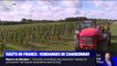 Les premières vendanges de Chardonnay made in Hauts-de-France