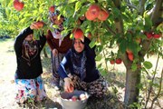 Amasya ekonomi haberi... Elma hasadına başlanan Amasya'da bahçeler rengarenk