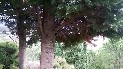 Serpente Novara Sicilia