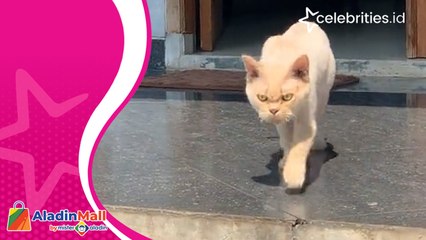 Viral, Aksi Kucing Peliharaan Berwajah Sangar Tuai Komentar Netizen