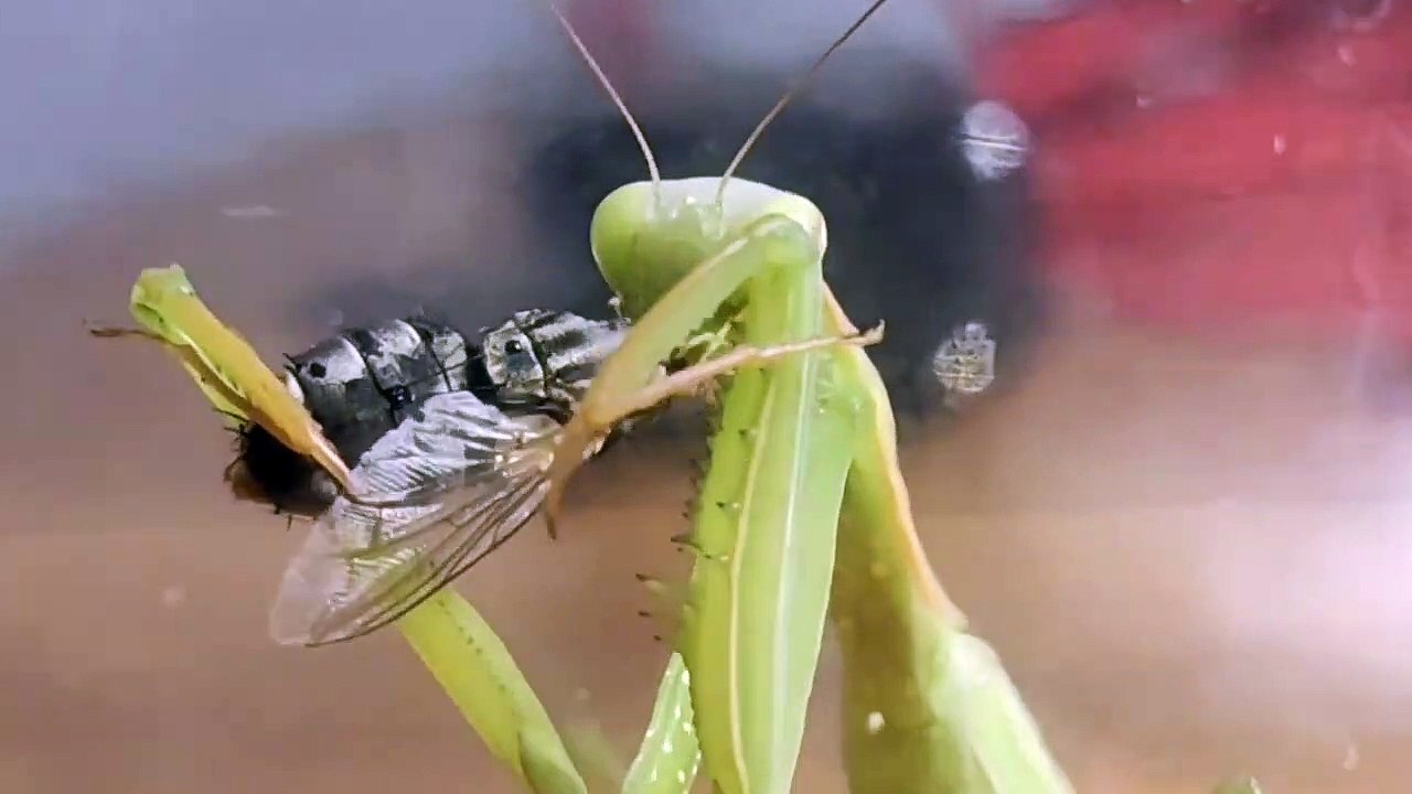 Caught a praying mantis and fed it a fly. I did not expect what would be inside that fly