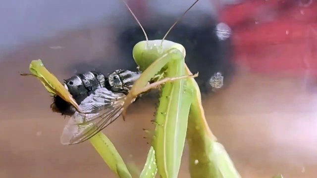 Caught a praying mantis and fed it a fly. I did not expect what would be inside that fly