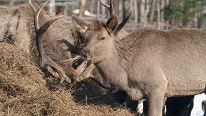 Deer vs Tiger insane fight. 2022 tiger attack forest