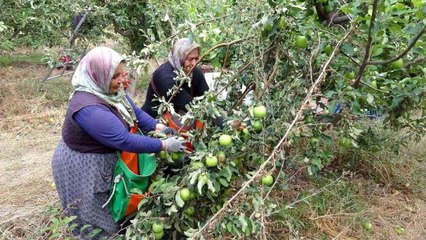 İşsizliği bitiren bu köy, il ve ilçelerden göç alıyor