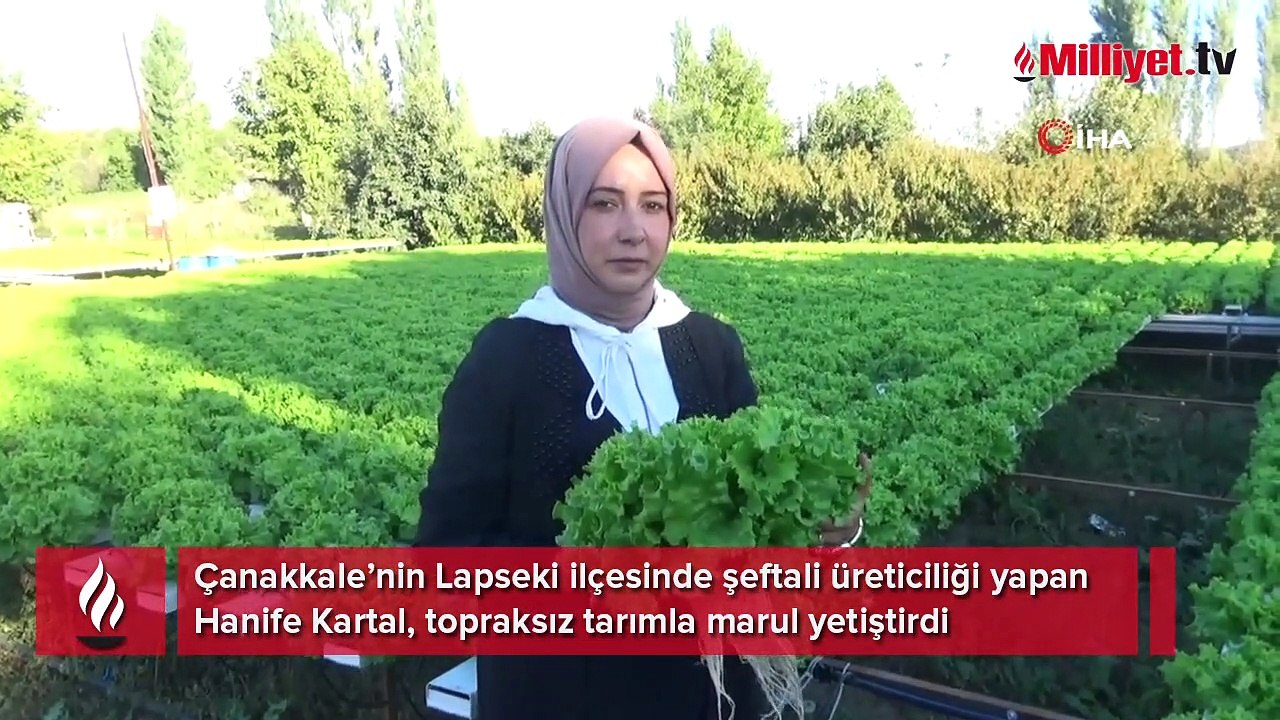 Topraksız tarımla marul yetiştirdi