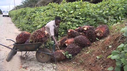 ثروة واقتصاد.. زيت النخيل في نيجيريا