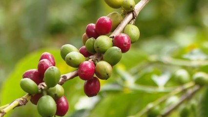 عائدات البن تحقق قفزة غير مسبوقة في اقتصاد إثيوبيا