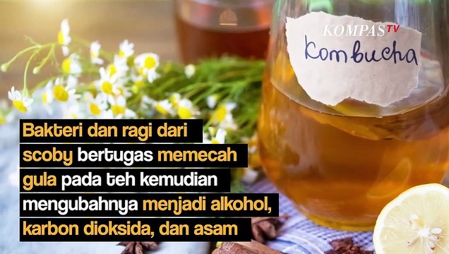 Kenali Cara Membuat Scoby Si Biang Kombucha yang Punya Segudang Manfaat