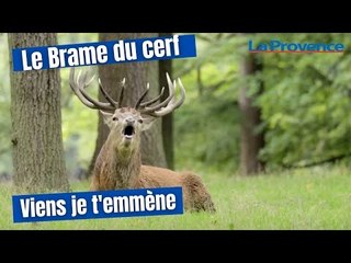 Viens je t'emmène écouter le brame du cerf
