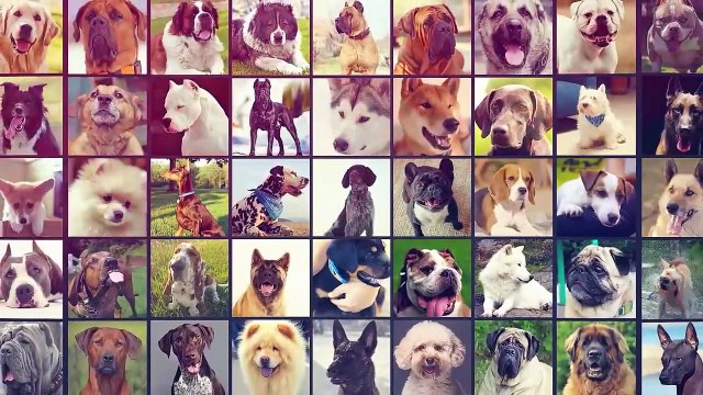 Mastiffs are the most Dangerous Dog Breeds!