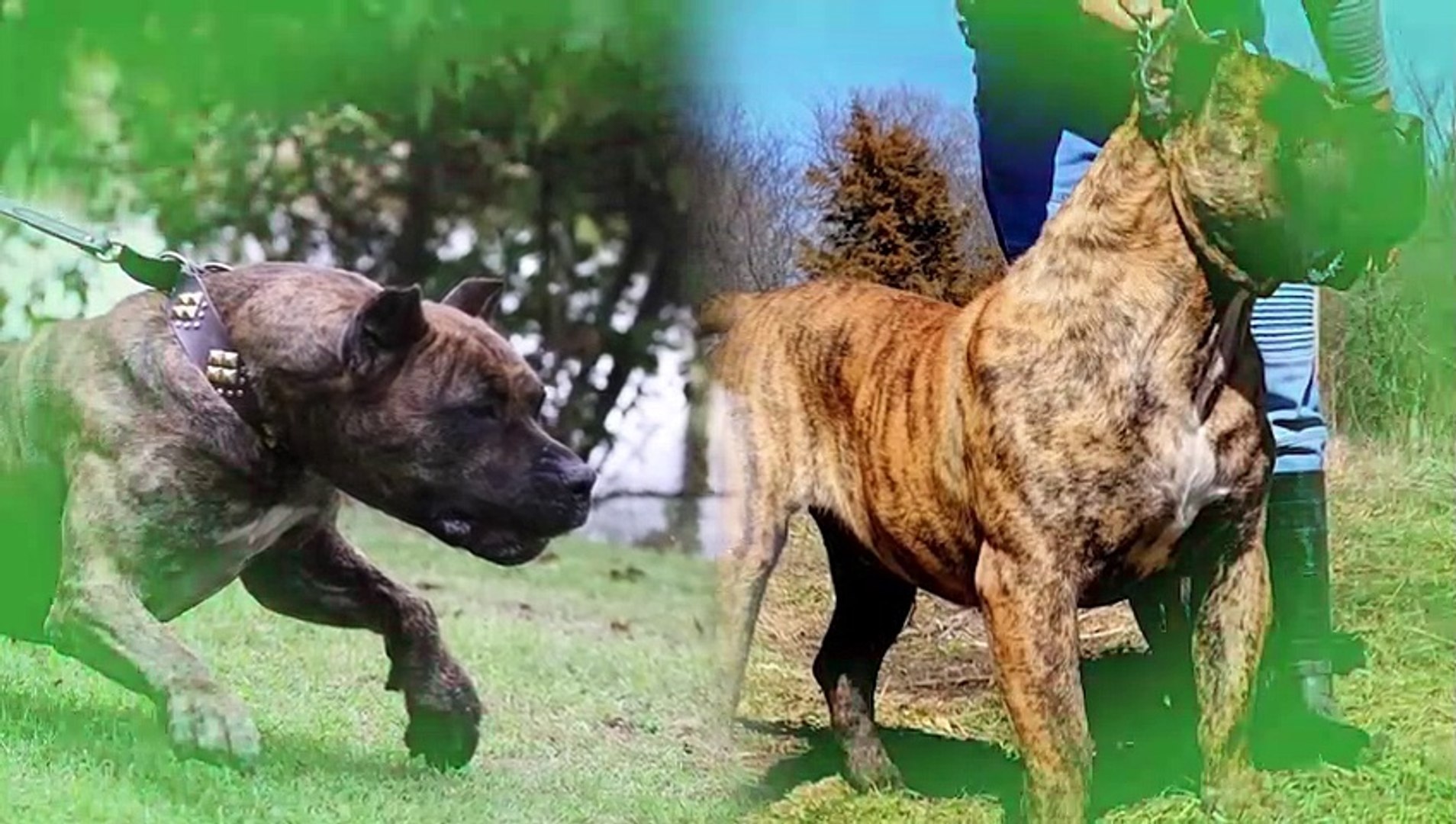 Presa Canario isn't a Good Family Dog! - video Dailymotion, image size:1908x1080
