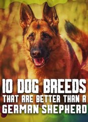 Only These Dogs Are Better Than a German Shepherd