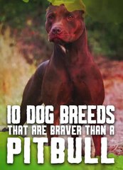 Only These Dogs Are Braver Than a Pitbull
