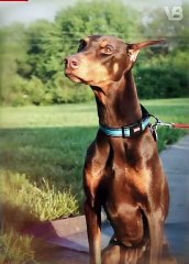 Only These Dogs More Muscular Than A Dogo Argentino