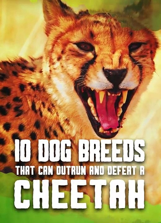 Only These Dog Breeds Can Defeat a Cheetah
