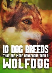 These Dogs Are More Dangerous Than a Wolfdog