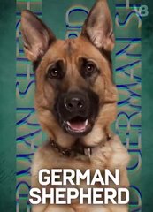 Only These Dogs Can Knock Down a Criminal