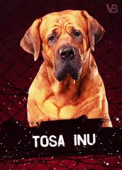 These Dogs Are More Dangerous Than a Pitbull