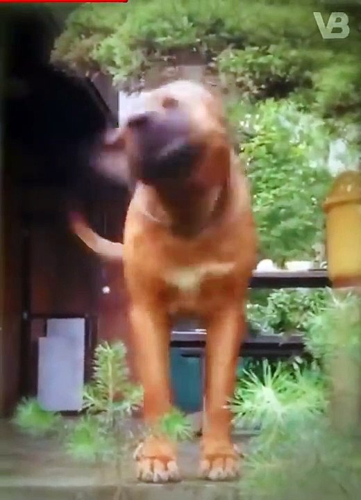 Only These Dog Breeds Can Face a Cane Corso