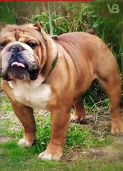 These 10 Dog Breeds Are Being Ruined