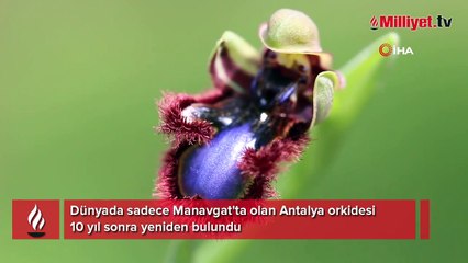 Dünyada sadece Manavgat'ta var! 10 yıl sonra yeniden bulundu