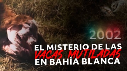 El misterio de las vacas mutiladas