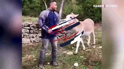 Eşekten kaçan adam güldürdü 'Bırak artık peşimi ya'