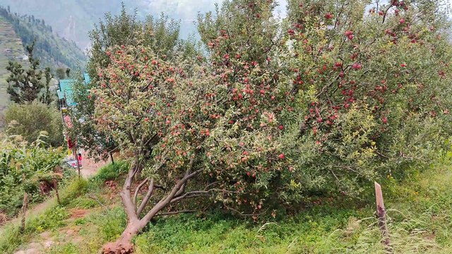 Places Untravelled -Lesser Known- Holi Village - Chamba, Himachal Pradesh, Bharmour - Ullansa apples