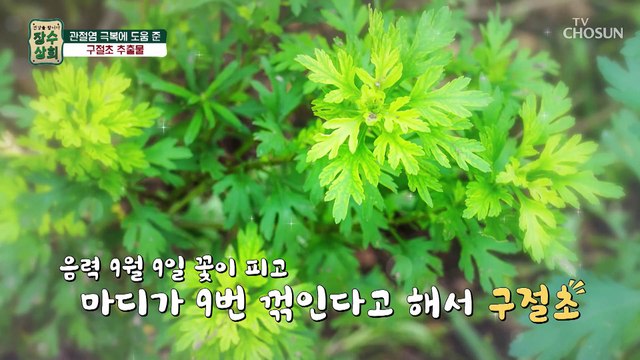 관절 통증 유발을 억제 시켜주는 ✦구절초 추출물✦ TV CHOSUN 20221005 방송
