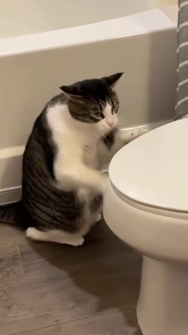 Funny animals video || funny videos || funny animals || 2022 funny animals video