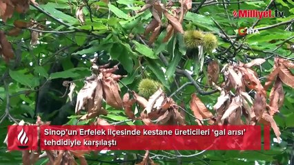 Kestane üretiminde ‘gal arısı’ tehlikesi