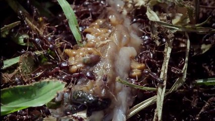 Micro Monsters - Predator