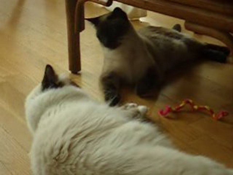 jeu entre chats