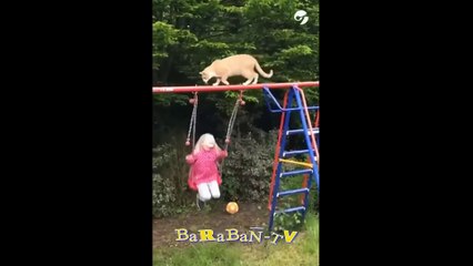 고양이는 명령에 반대합니다!  좋은 분위기를 위한 재미있는 고양이와 새끼 고양이 모음집!