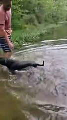 Chien Va Nager Pour La Première Fois - Buzz Buddy