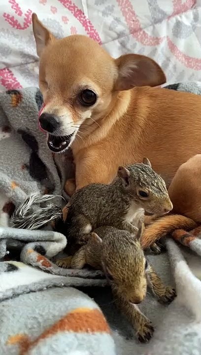 Chihuahua Adopte Des Écureuils Orphelins Comme Son Propre - Buzz Buddy
