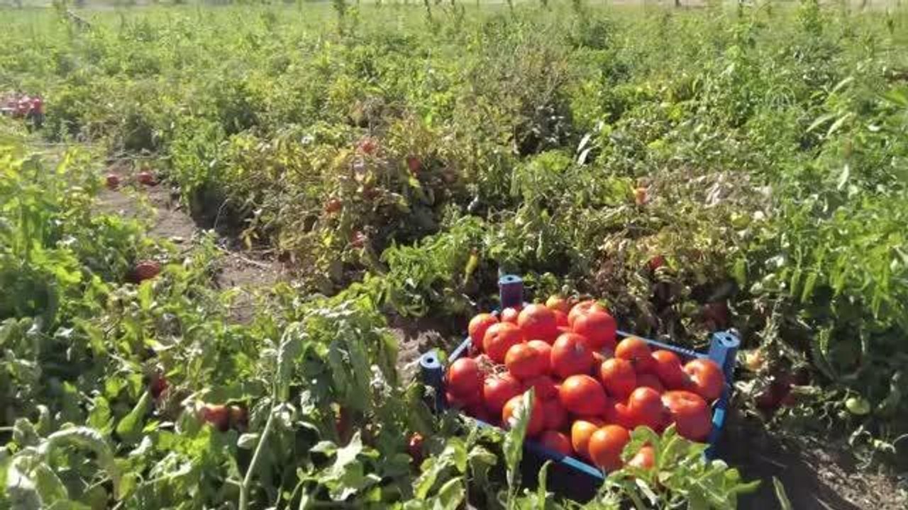 Destekle domates üretimine başlayan kadın girişimci bu sezon tonlarca ürün bekliyor