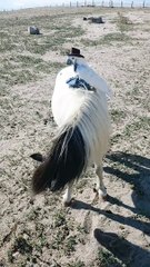 Juste Un Oiseau Et Son Cheval - Buzz Buddy