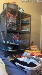 Le Plan D'évacuation De L'animal S'effondre - Buzz Buddy