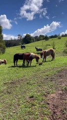 Le Propriétaire Protège L'échidné Des Mini Chevaux À La Ferme - Buzz Buddy