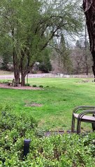 Les Animaux Évadés Rentrent Chez Eux - Buzz Buddy