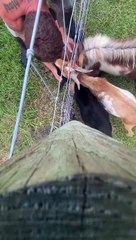 L'herbe N'est Pas Toujours Plus Verte - Buzz Buddy