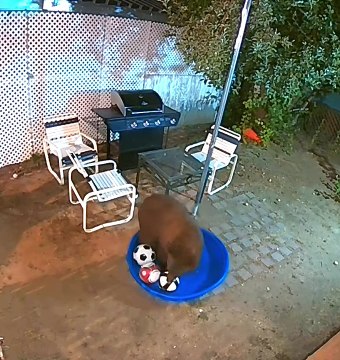 L'ours Joue Avec Des Ballons De Football Dans La Piscine Pour Enfants - Buzz Buddy