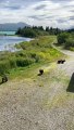 Maman Ours Se Promène Avec Ses Quatre Oursons Dans Le Parc National De Katmai - Buzz Buddy