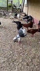 Pigeon Se Gonfle - Buzz Buddy