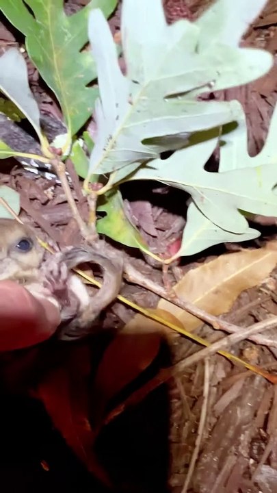 Sauvetage De Bébés Écureuils Volants - Buzz Buddy