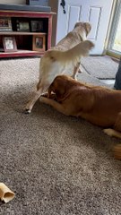 Un Chiot Sournois Vole Une Collation À Son Frère - Buzz Buddy